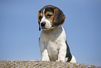 sitting Beagle Puppy