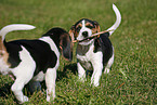 playing Beagle Puppies