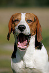 yawning Beagle