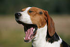 yawning Beagle
