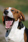 yawning Beagle