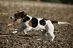 running Beagle