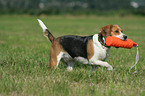 Beagle retrieves Dummy