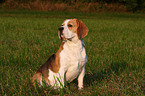 sitting Beagle