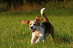 running Beagle