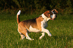 running Beagle