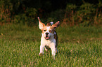 running Beagle