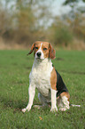 female Beagle