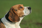 female Beagle