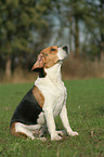 female Beagle