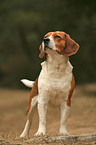 standing Beagle