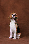 sitting Beagle