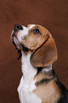 Beagle Portrait