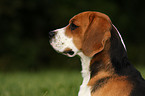 Beagle Portrait