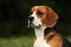 Beagle Portrait