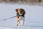 running Beagle