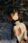 jumping Beagle