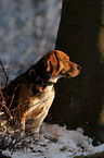 sitting Beagle