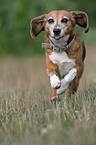 running Beagle