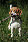 Beagle