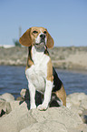 sitting Beagle