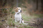 sitting Beagle