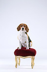 sitting Beagle