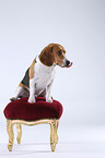 sitting Beagle