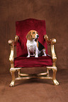 sitting Beagle