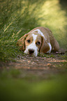 young Beagle