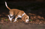 young Beagle