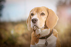 Beagle Portrait