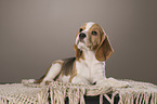 Beagle Puppy