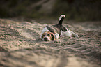 lying Beagle