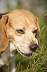 Beagle Portrait