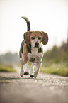 walking Beagle