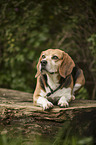 lying Beagle