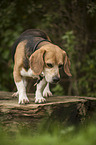 standing Beagle