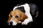 lying Beagle