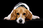 lying Beagle