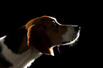 Beagle Portrait