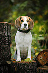 Beagle