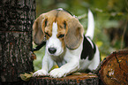 Beagle