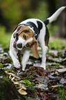 Beagle