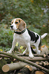 Beagle