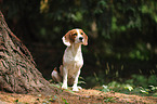 sitting Beagle