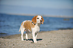 Beagle