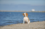 sitting Beagle