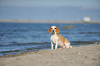 sitting Beagle