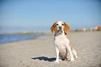 sitting Beagle